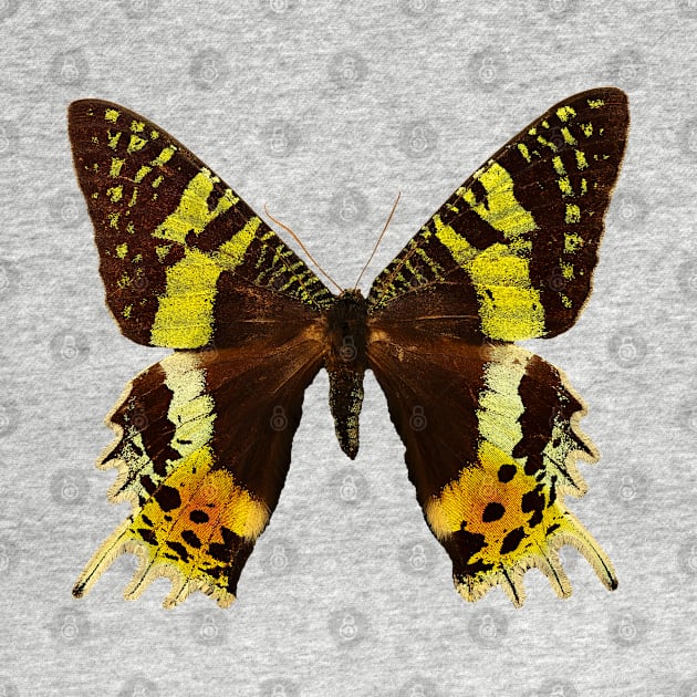 Beautiful Madagascan sunset moth by Blue Butterfly Designs 